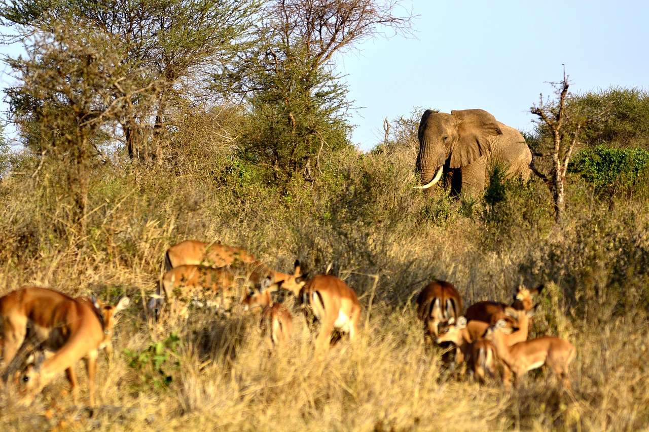4 day flying safari to ngorongoro crater